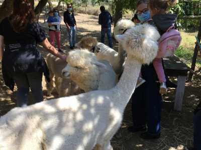 Le star di Basilicata Alpaca sono infatti gli animali, in particolare Cotoletta, Lollipop, Kimberly, Manu, Jasmine e Cotton fioc, che pi� di altri hanno evidenziato un carattere socievole e mansueto nei confronti dei visitatori